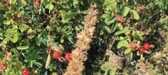 Stachys stebbinsii
