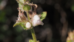Stachys stebbinsii