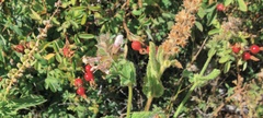 Stachys stebbinsii