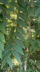 Koelreuteria paniculata