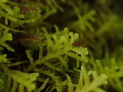 Lepidoziaceae