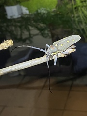 Batocera rubus rubus