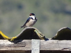 Hirundo albigularis