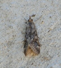 Loxostege allectalis