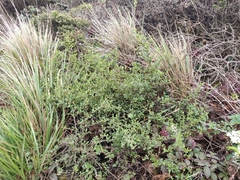 Ceanothus thyrsiflorus