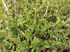 Ceanothus thyrsiflorus