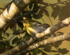 Vireo flavifrons