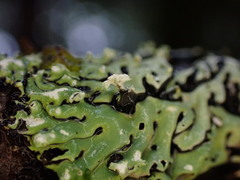 Menegazzia subsimilis