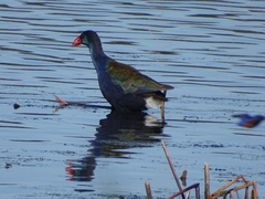 Porphyrio madagascariensis