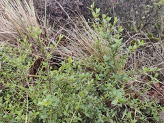 Ceanothus thyrsiflorus