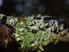 Menegazzia subsimilis