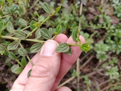 Ceanothus thyrsiflorus