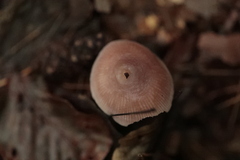 Macrocystidia cucumis