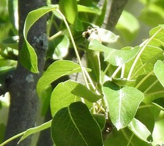 Pyrus bourgaeana