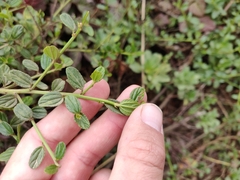 Ceanothus thyrsiflorus