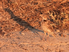 Melanocorypha calandra