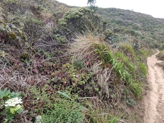 Ceanothus thyrsiflorus