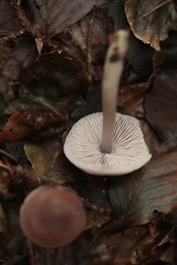 Macrocystidia cucumis