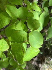 Syringa reticulata