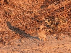 Melanocorypha calandra
