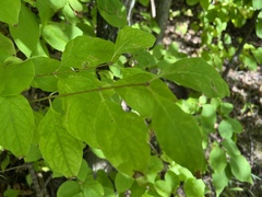 Syringa reticulata
