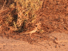 Melanocorypha calandra