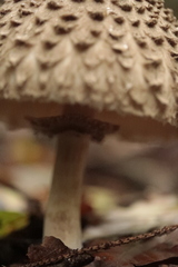 Chlorophyllum olivieri
