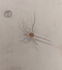 Amphipholis squamata