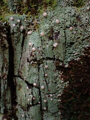 Icmadophila ericetorum