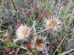 Carlina vulgaris