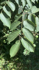 Koelreuteria