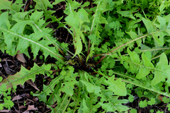 Taraxacum officinale