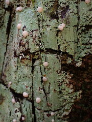 Icmadophila ericetorum