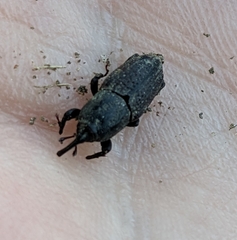 Sphenophorus venatus