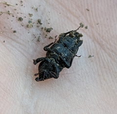 Sphenophorus venatus