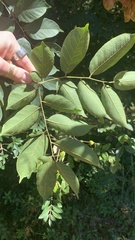 Koelreuteria