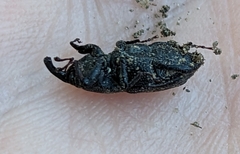 Sphenophorus venatus