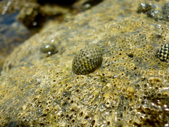 Nerita tessellata