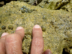 Nerita tessellata