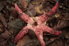 Clathrus archeri