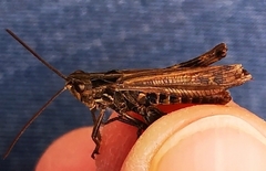 Chorthippus biguttulus