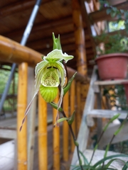 Phragmipedium