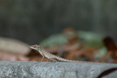 Anolis