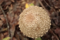 Chlorophyllum olivieri