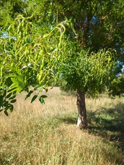 Styphnolobium japonicum