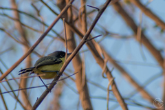 Todirostrum cinereum