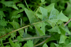 Taraxacum officinale