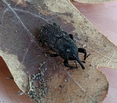 Sphenophorus venatus