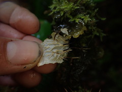 Peltigera membranacea