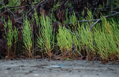 Salicornia